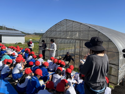 レタスの栽培について説明