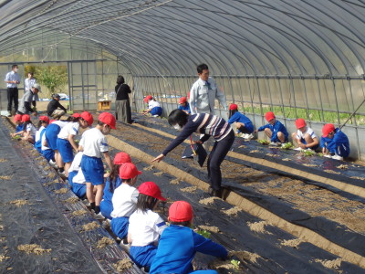 レタスの定植体験の様子その1