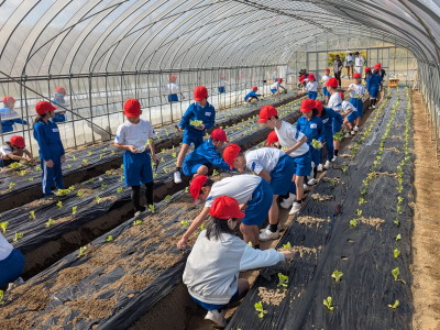 レタスの定植体験の様子その2