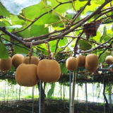 キウイフルーツの着果の様子