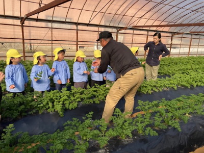 生産者からパセリの説明を受ける園児