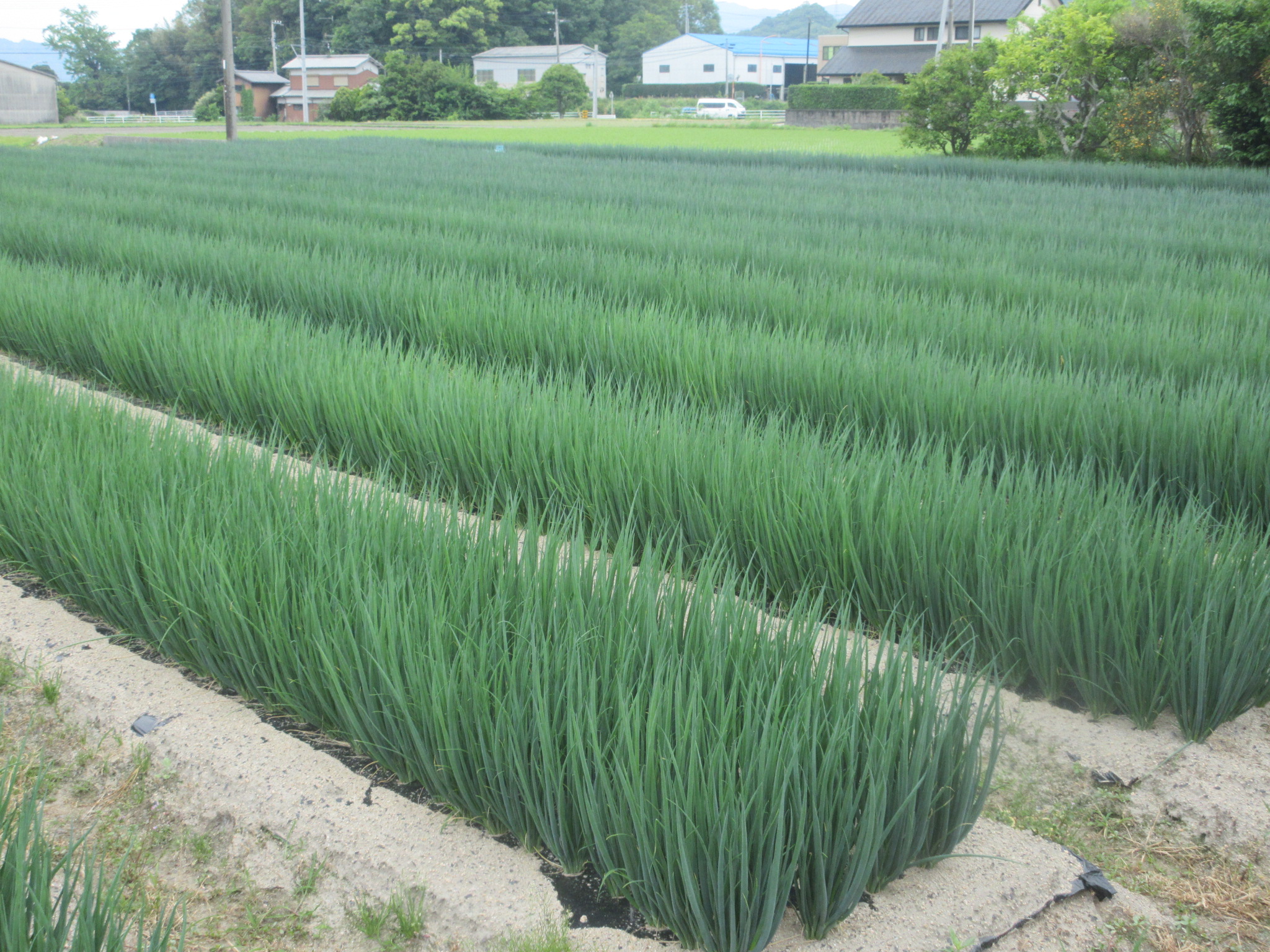 圃場