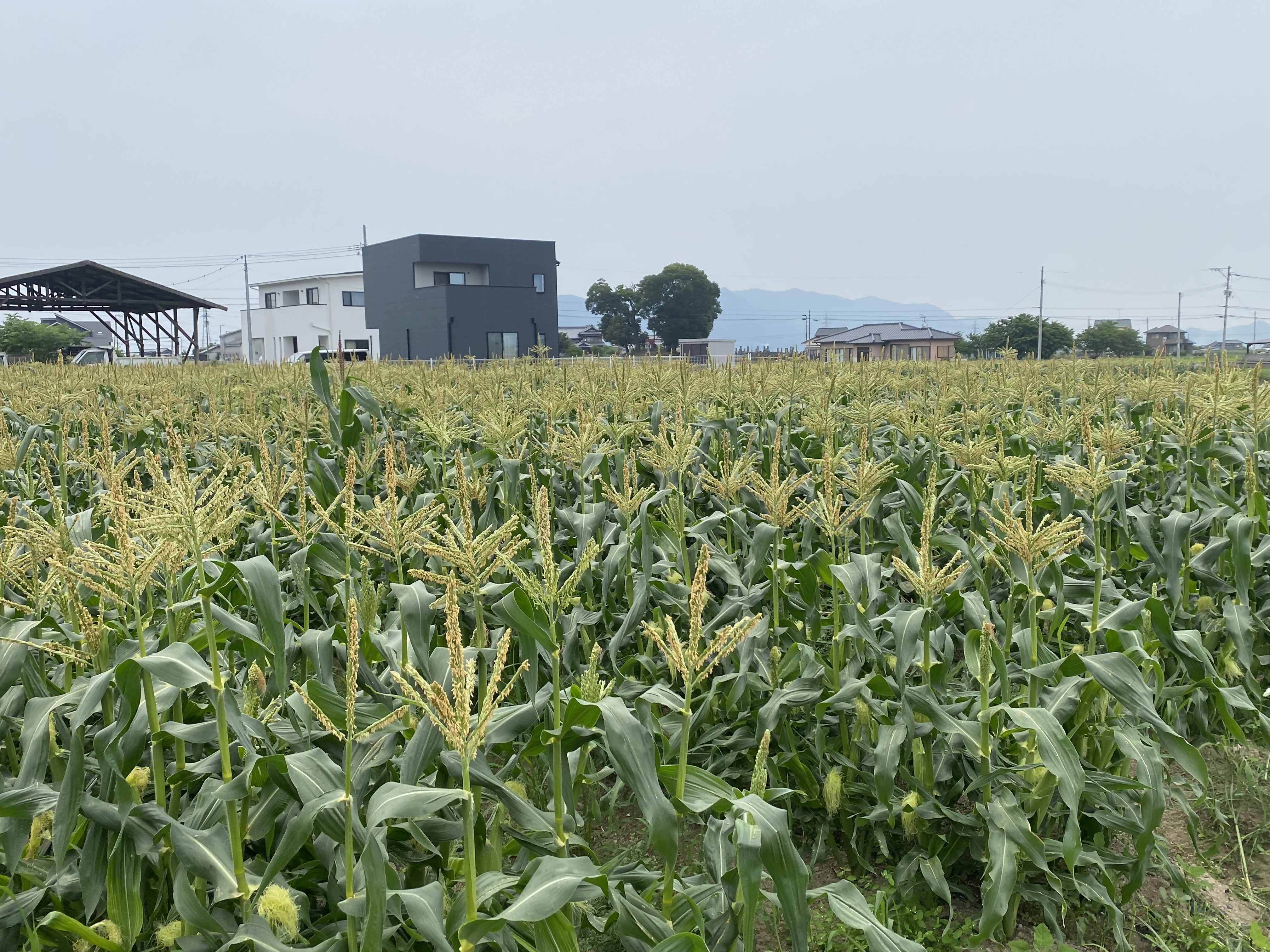 圃場