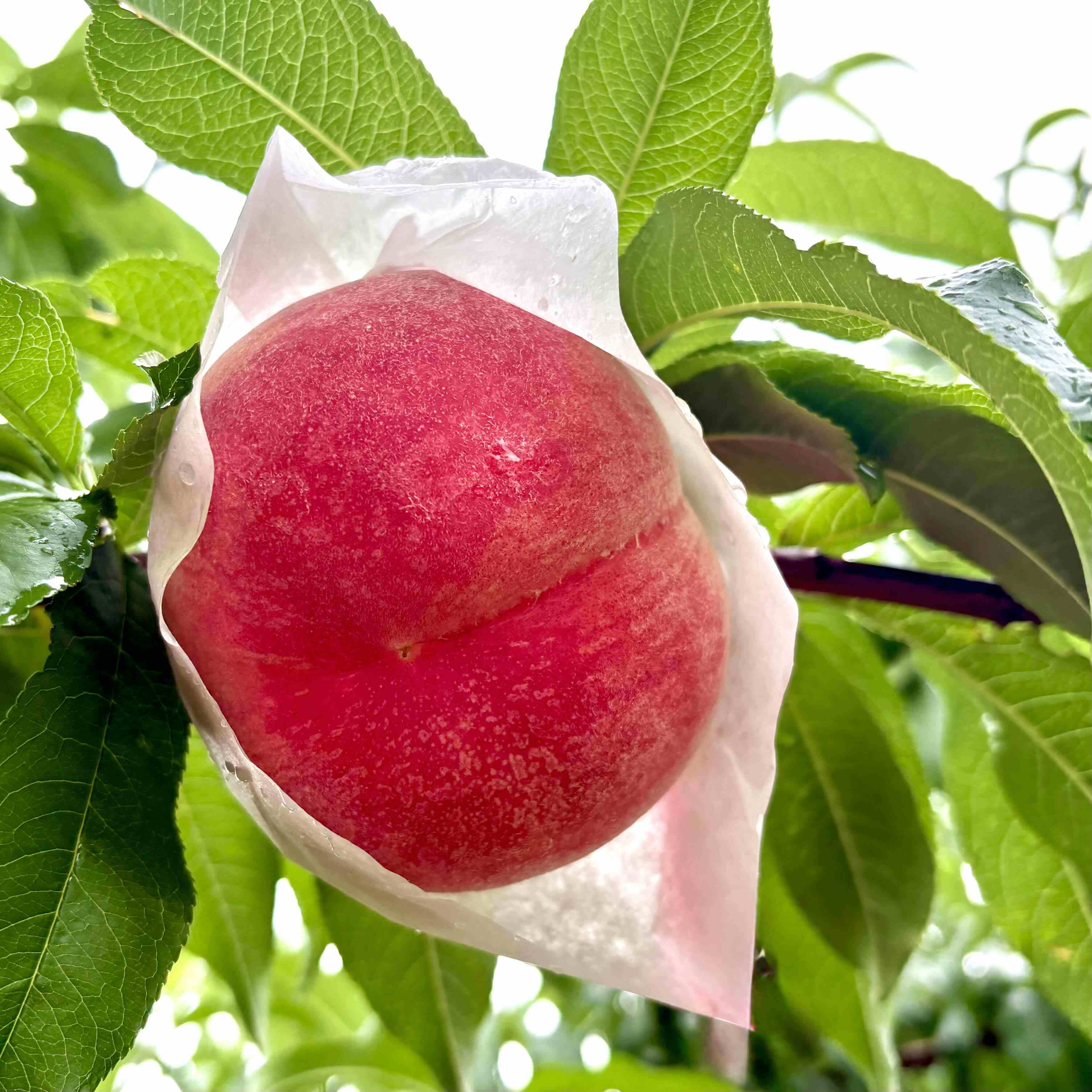 hikawa3