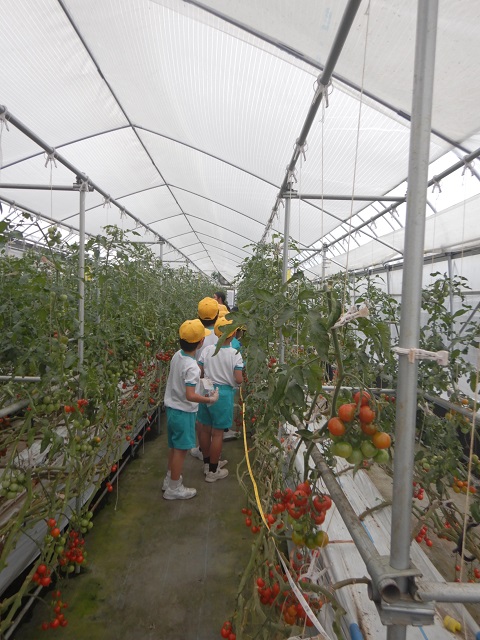 tomato2