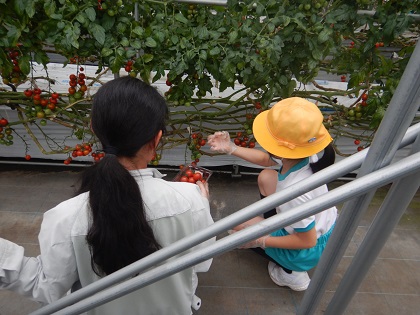 tomato3