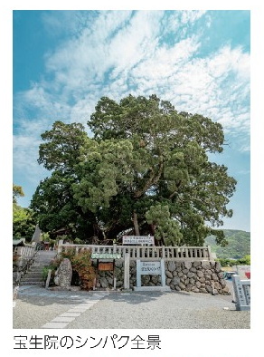 宝生院のシンパク全景