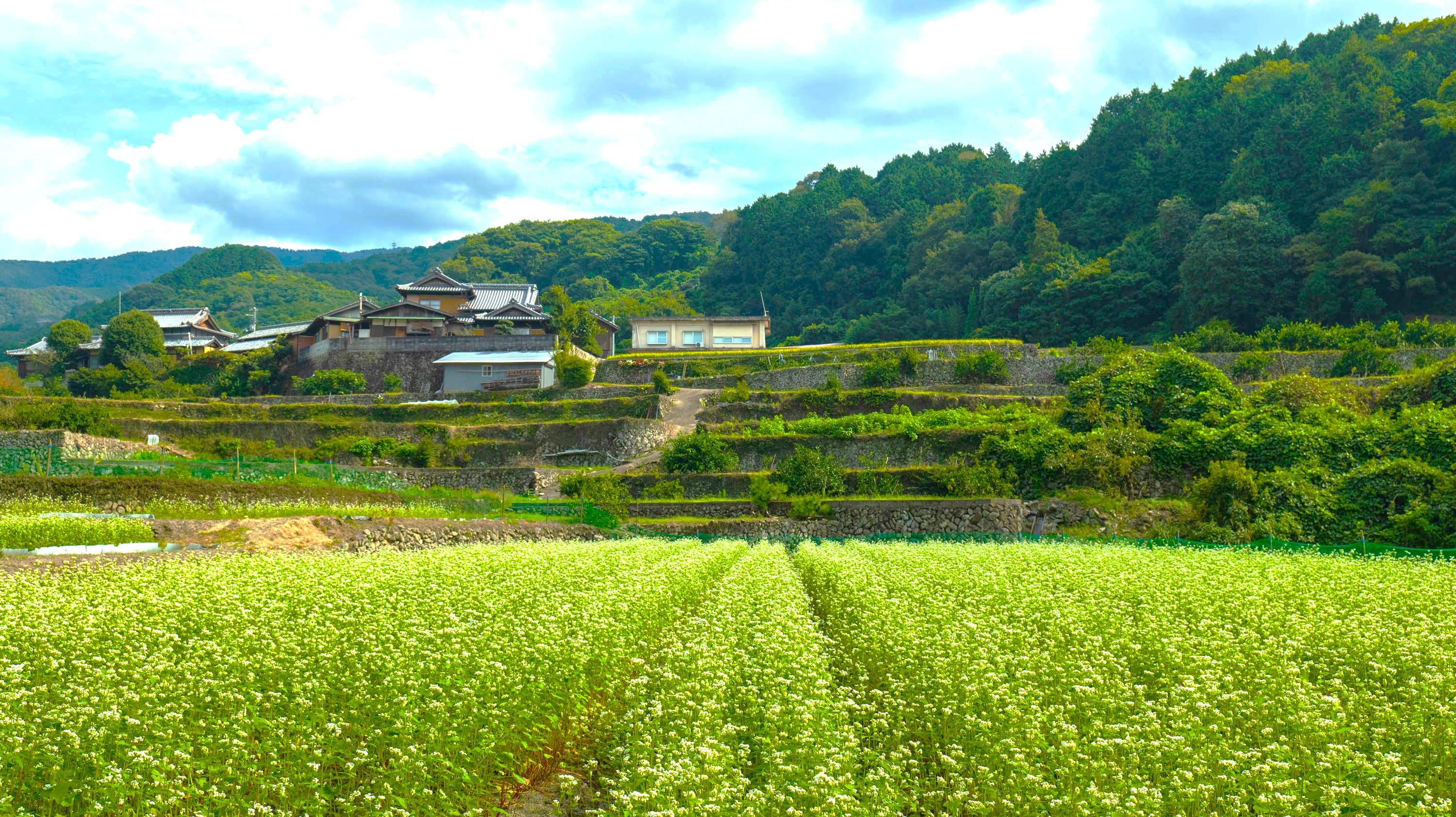 五郷の棚田(秋)