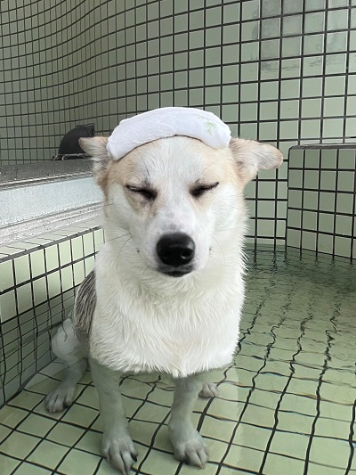 フォトコンテスト2025最優秀賞(犬部門)