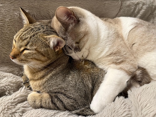 フォトコンテスト2025最優秀賞(猫部門)