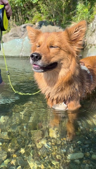 フォトコンテスト2025優秀賞2(犬部門)