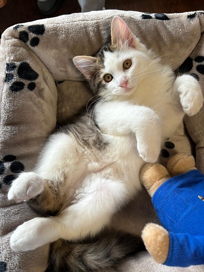 フォトコンテスト2025優秀賞1(猫部門)