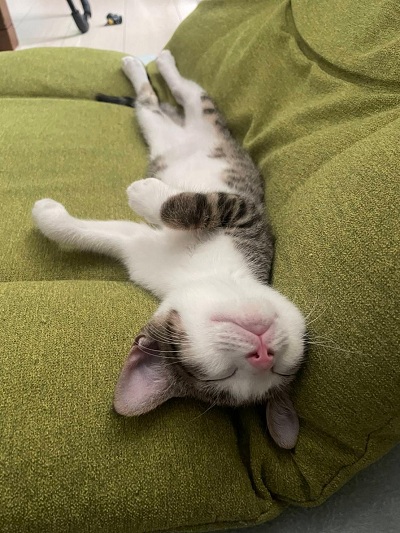 フォトコンテスト2025優秀賞2(猫部門)