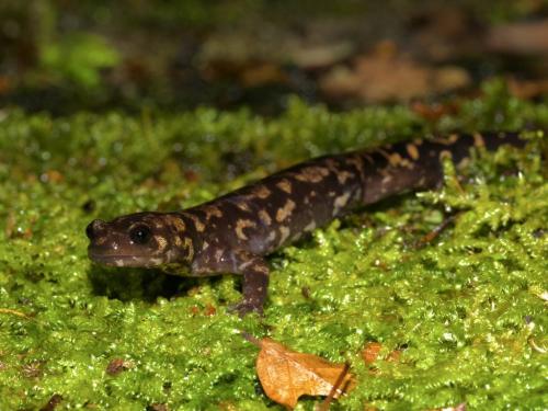 サンショウウオ