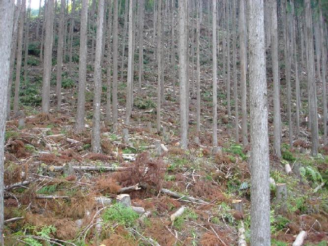 除間伐状況の写真