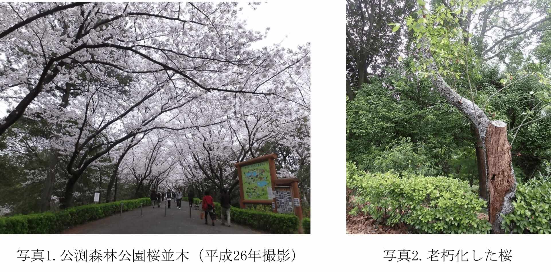 公渕森林公園桜の写真