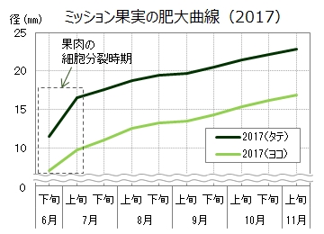 オリーブ果実肥大曲線グラフ