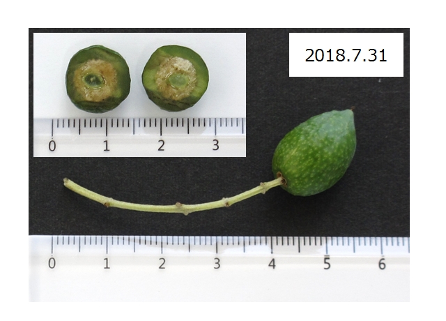 果実写真（2018年7月31日）