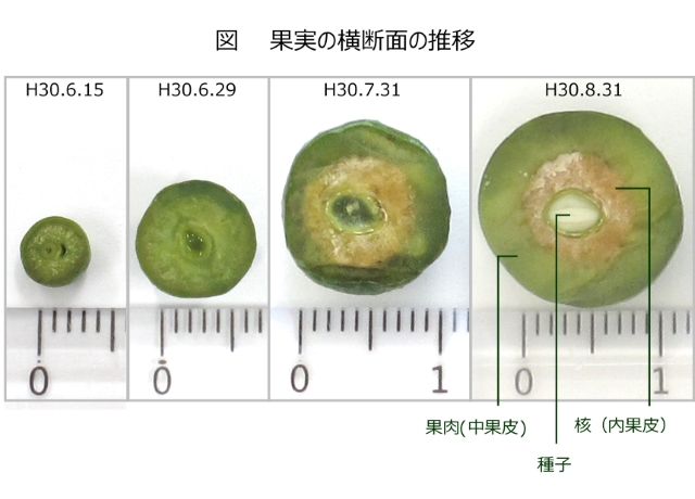 果実肥大状況写真