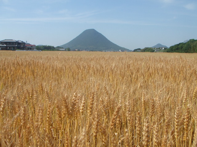 麦風景