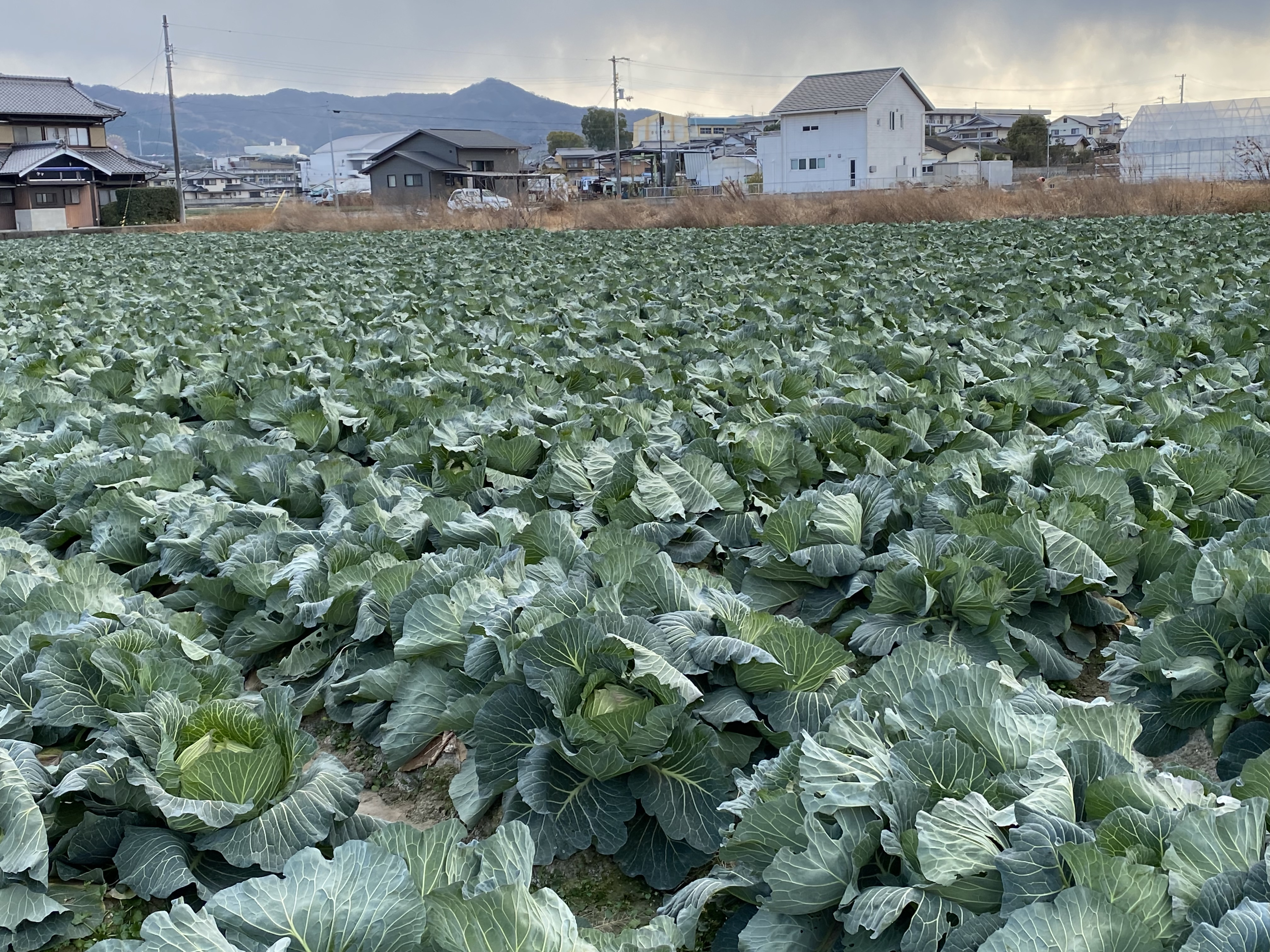 【画像】キャベツ2