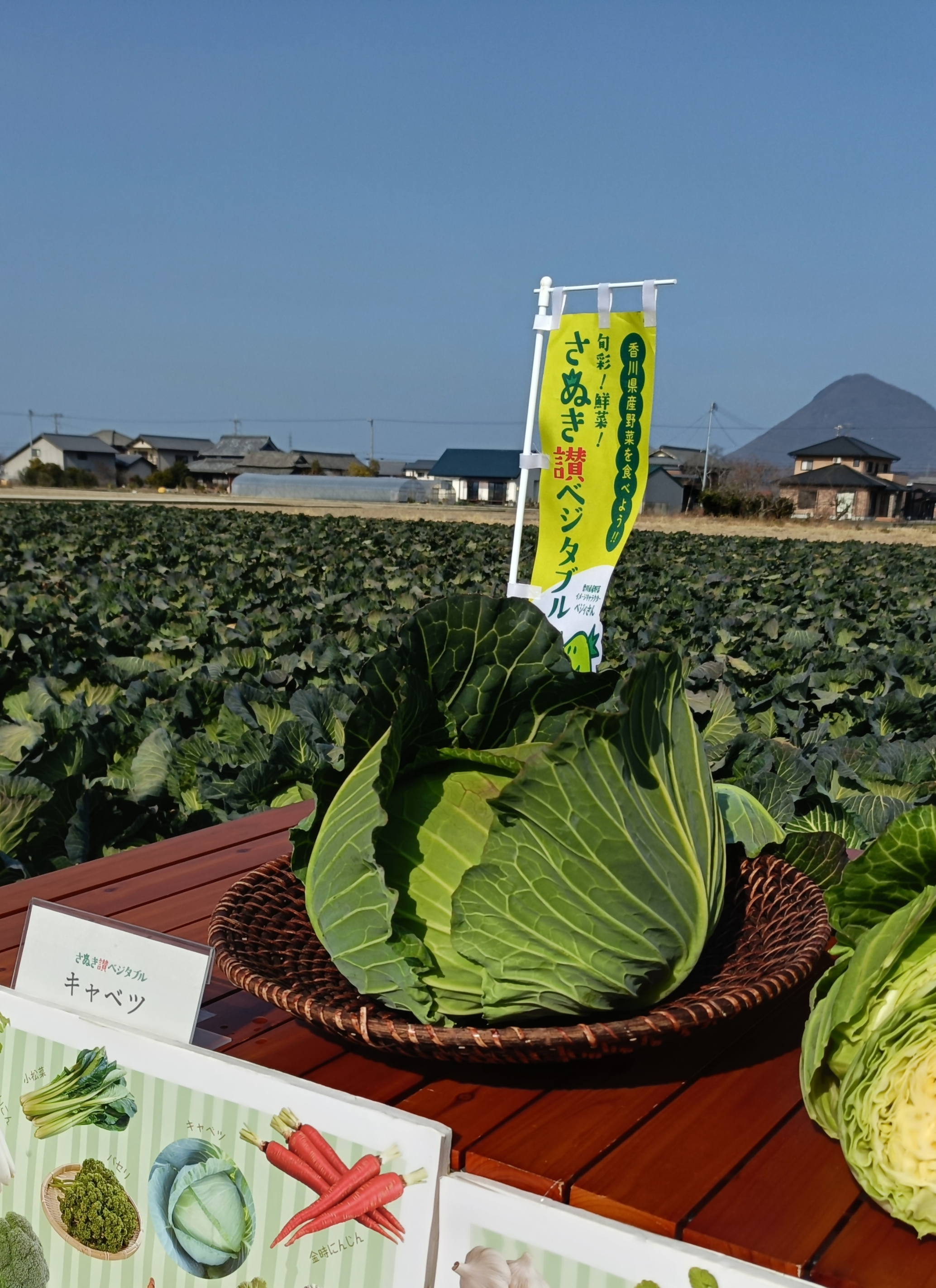 cabbage