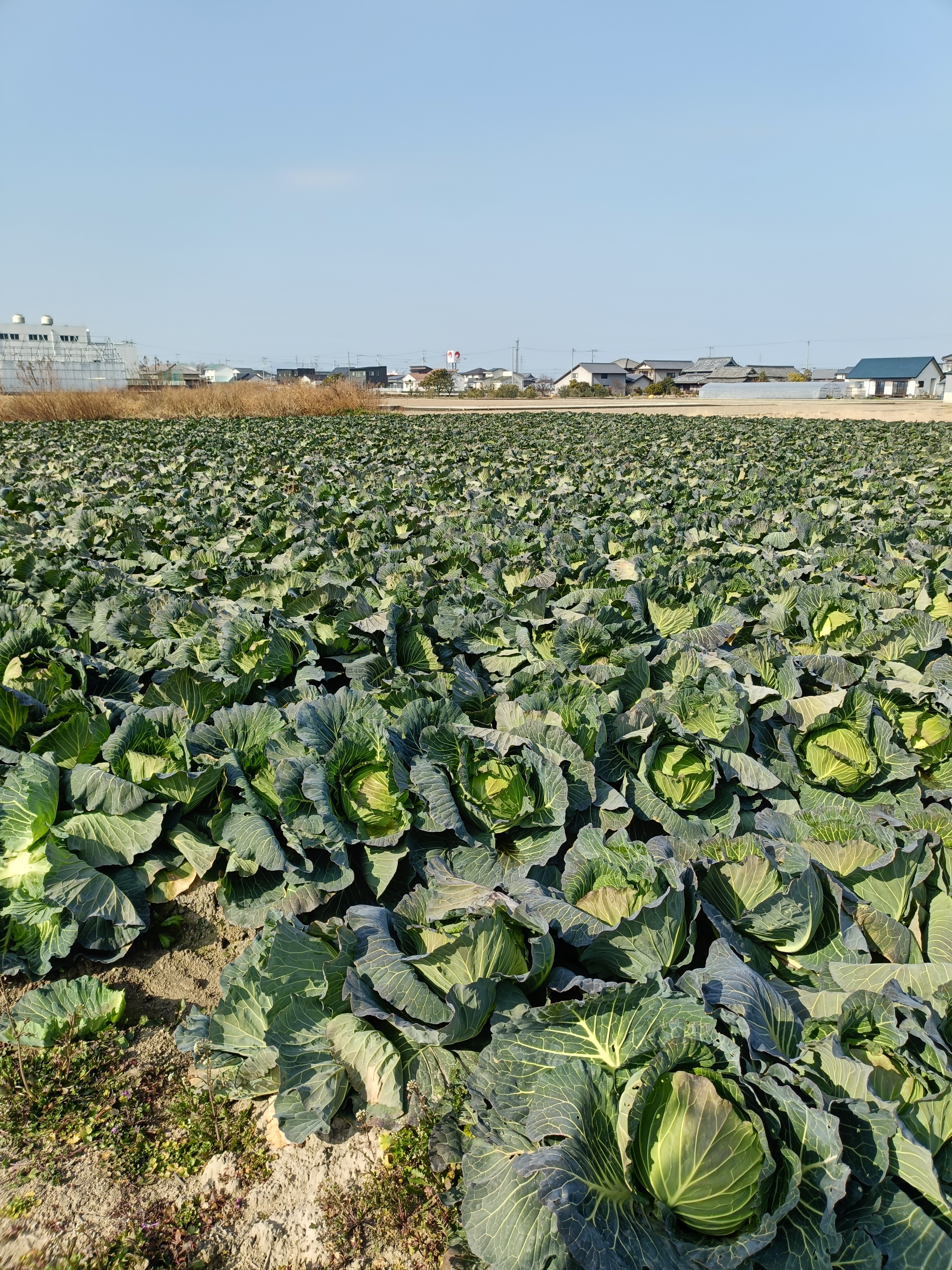 cabbage_hatake