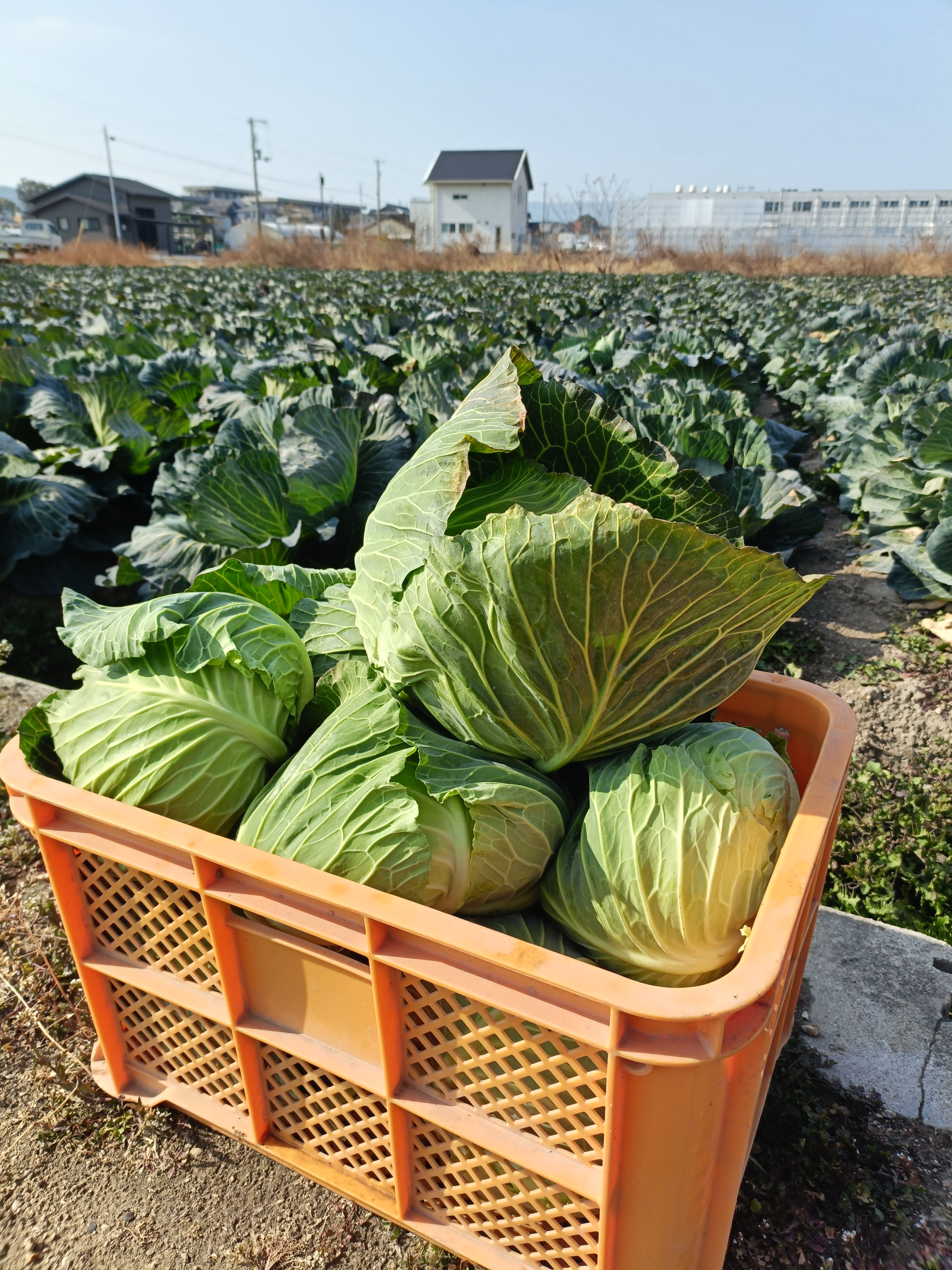 cabbage_syukaku