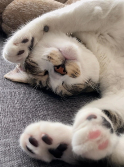 ペットフレンズ1