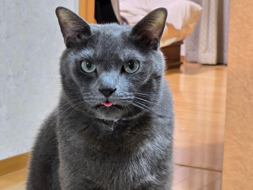 ペットフレンズ3