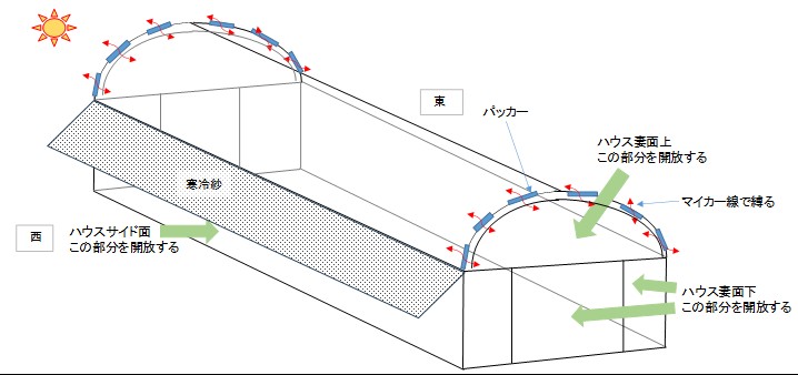 パセリ育苗ハウス