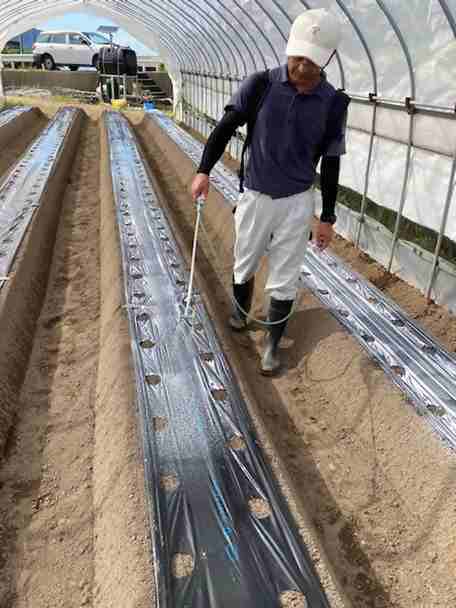 背負噴霧器で10倍希釈液を散布