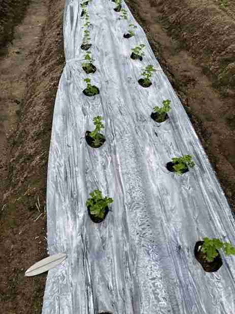 遮光剤散布後に定植