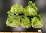 ブルラッシュ小