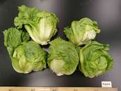 サーマルスター小