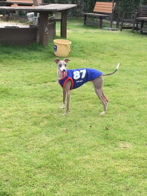 ペットフレンズ3