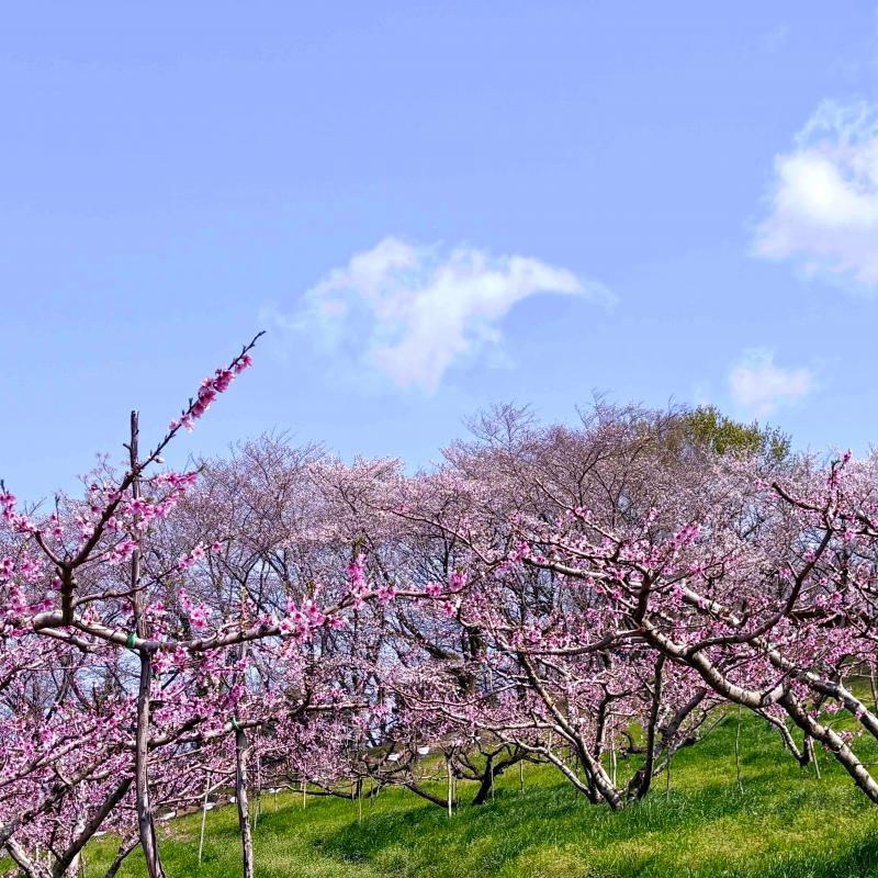 momonohanaichi