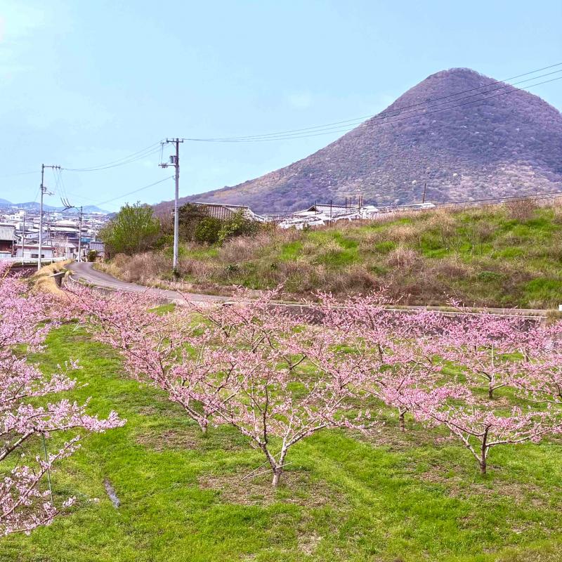 momonohanani