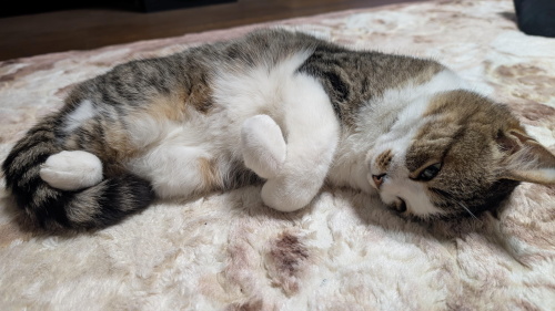 ペットフレンズ3