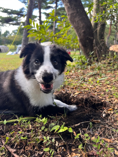 かがわペットフレンズ1