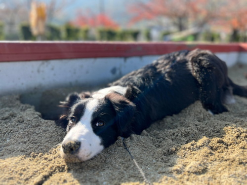 かがわペットフレンズ2