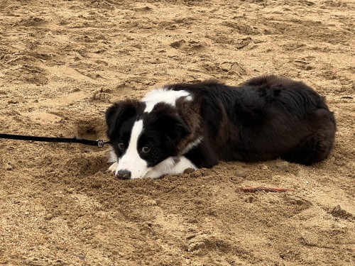 かがわペットフレンズ3