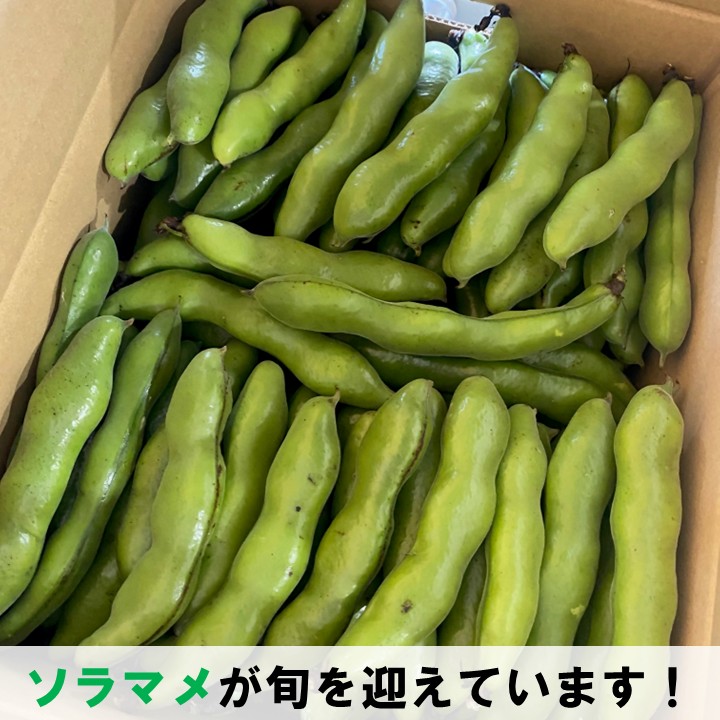 そらまめ1