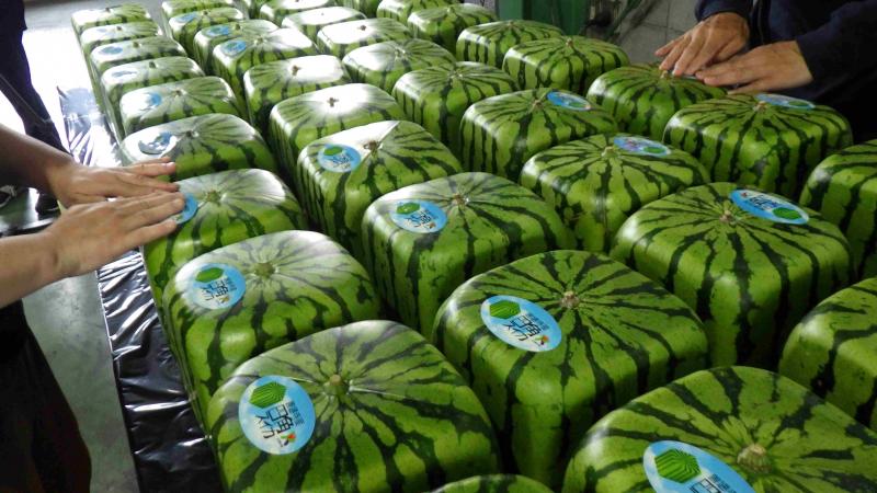 善通寺産四角スイカ」出荷開始｜香川県