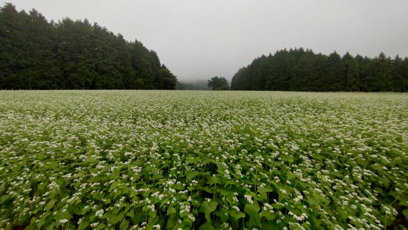sobabatake