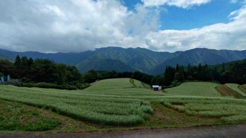 sobabataketoyamanami