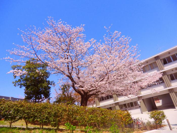 サクラと本館