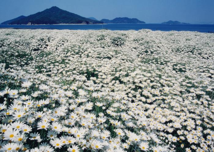 うどん県統計情報コーナー マーガレット の出荷量 香川県