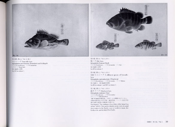 衆鱗図研究編の画像