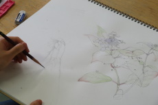 花のスケッチ